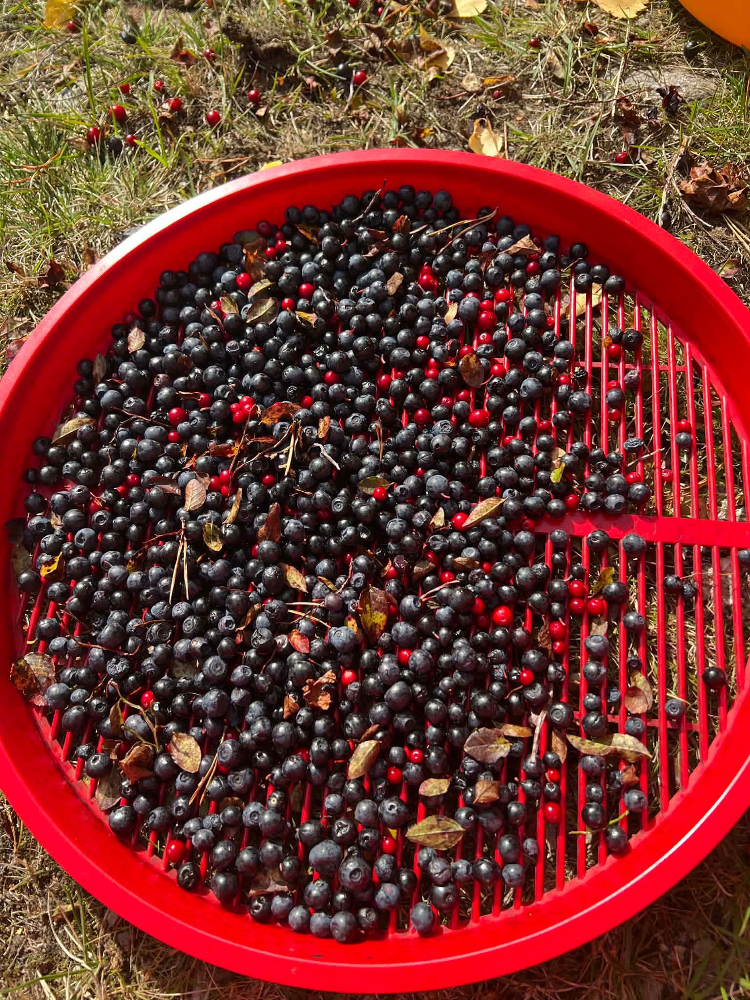 Blåbær på skogbunnen