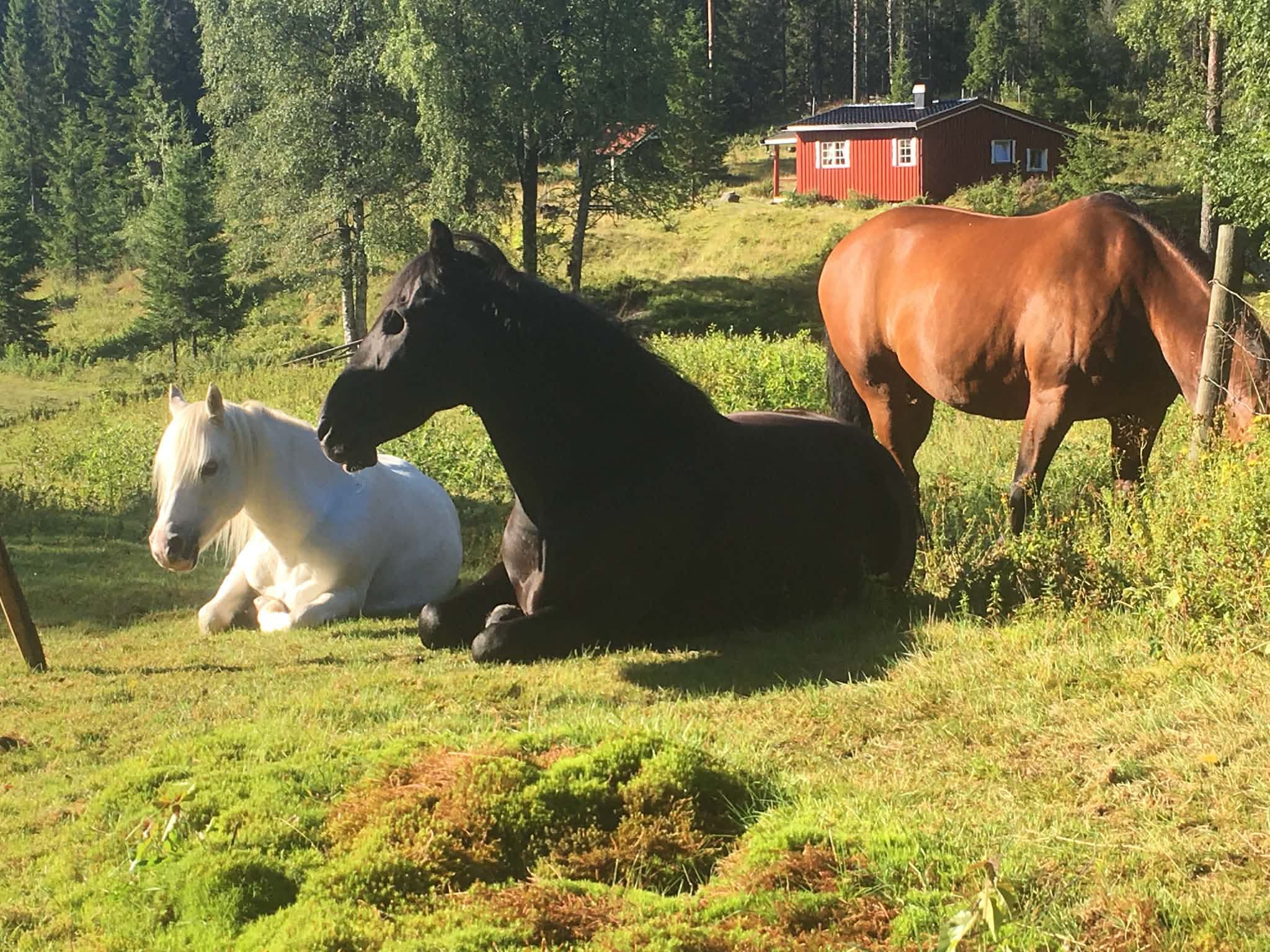 Tre hester på tunet